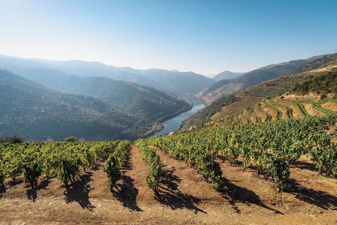 Douro Valley Day Trip - Europe's First Demarcated Wine Region