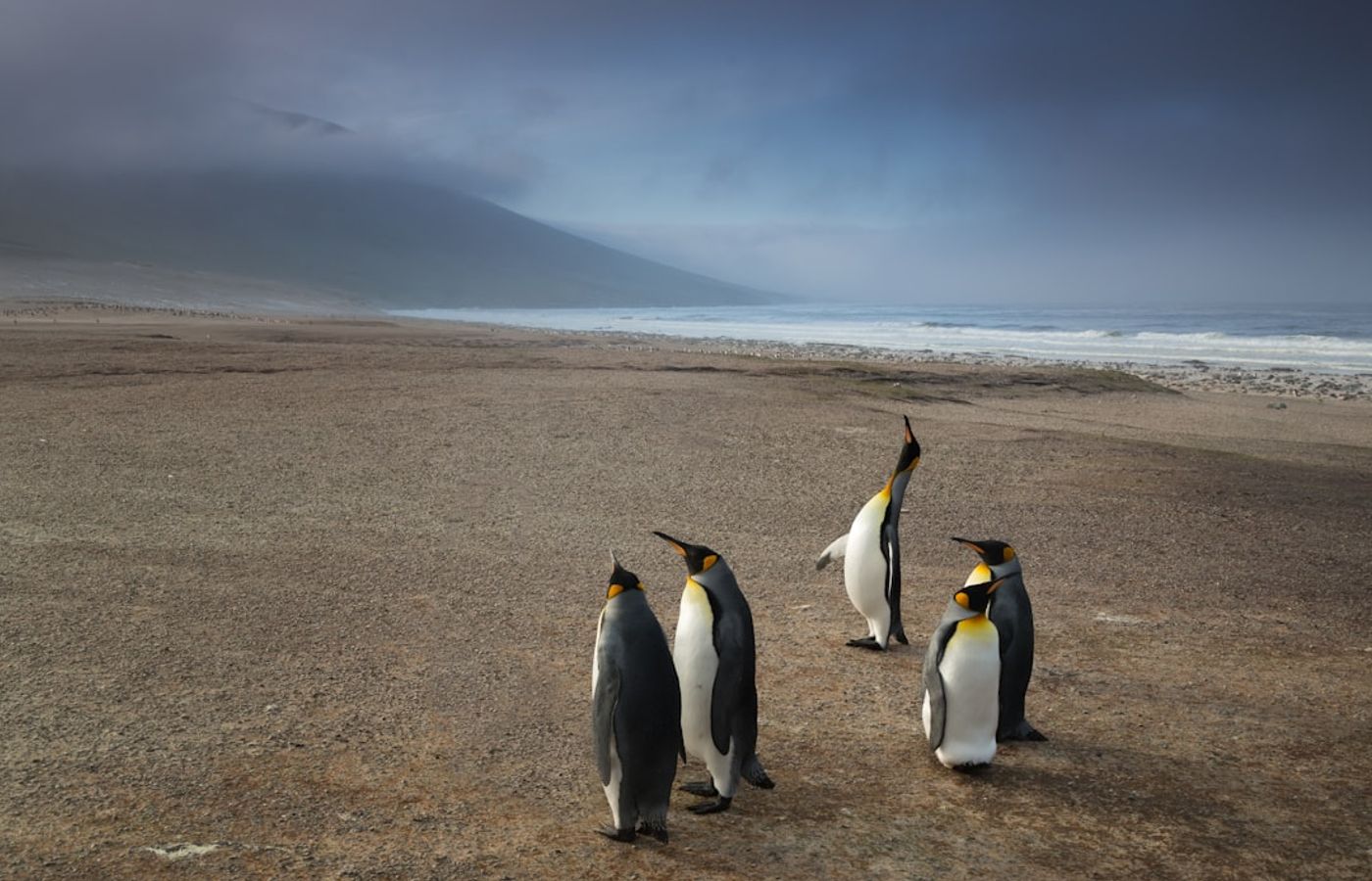 Phillip Island Penguin Parade - The Day Trip