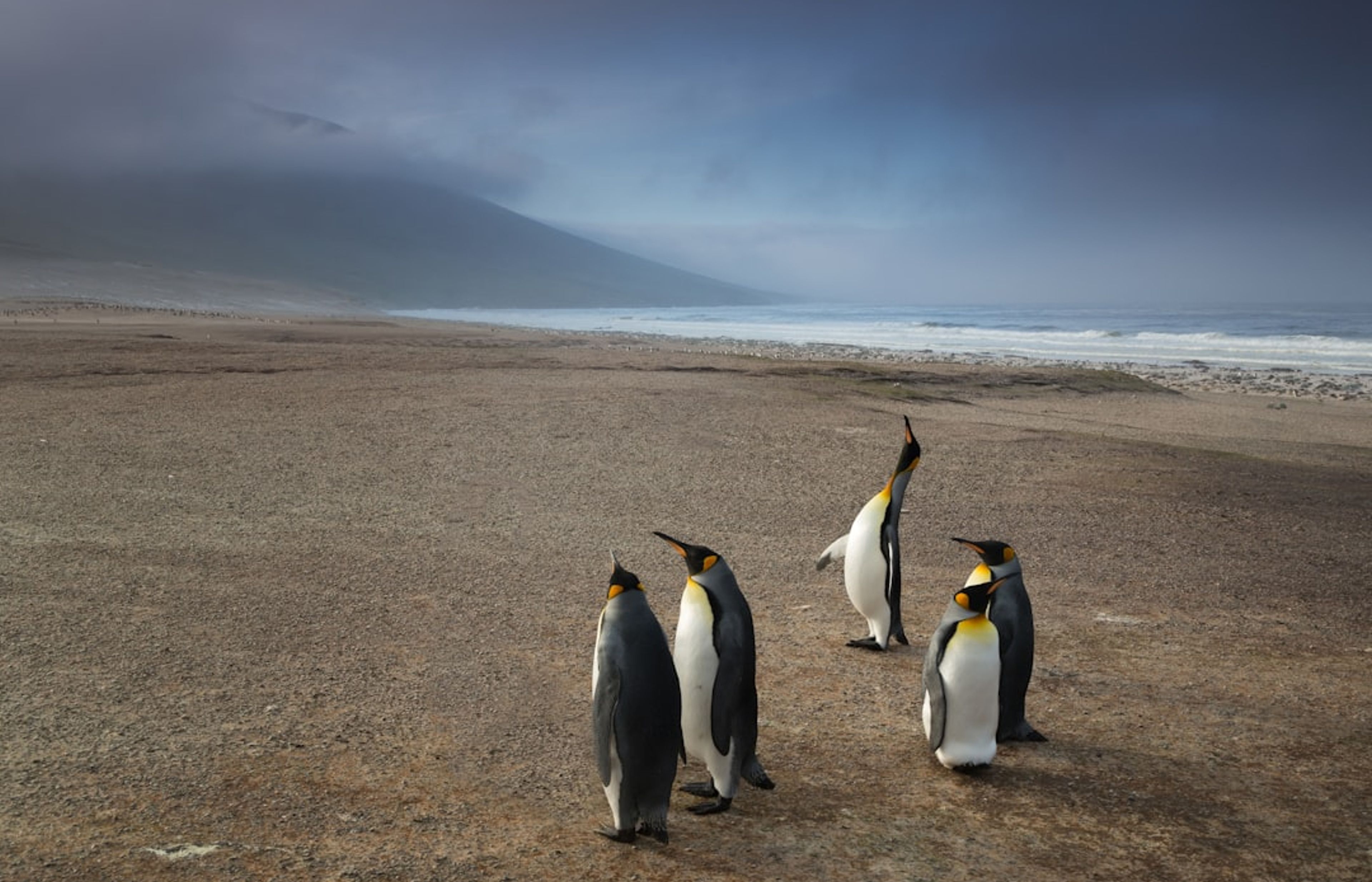 Phillip Island Penguin Parade - The Day Trip
