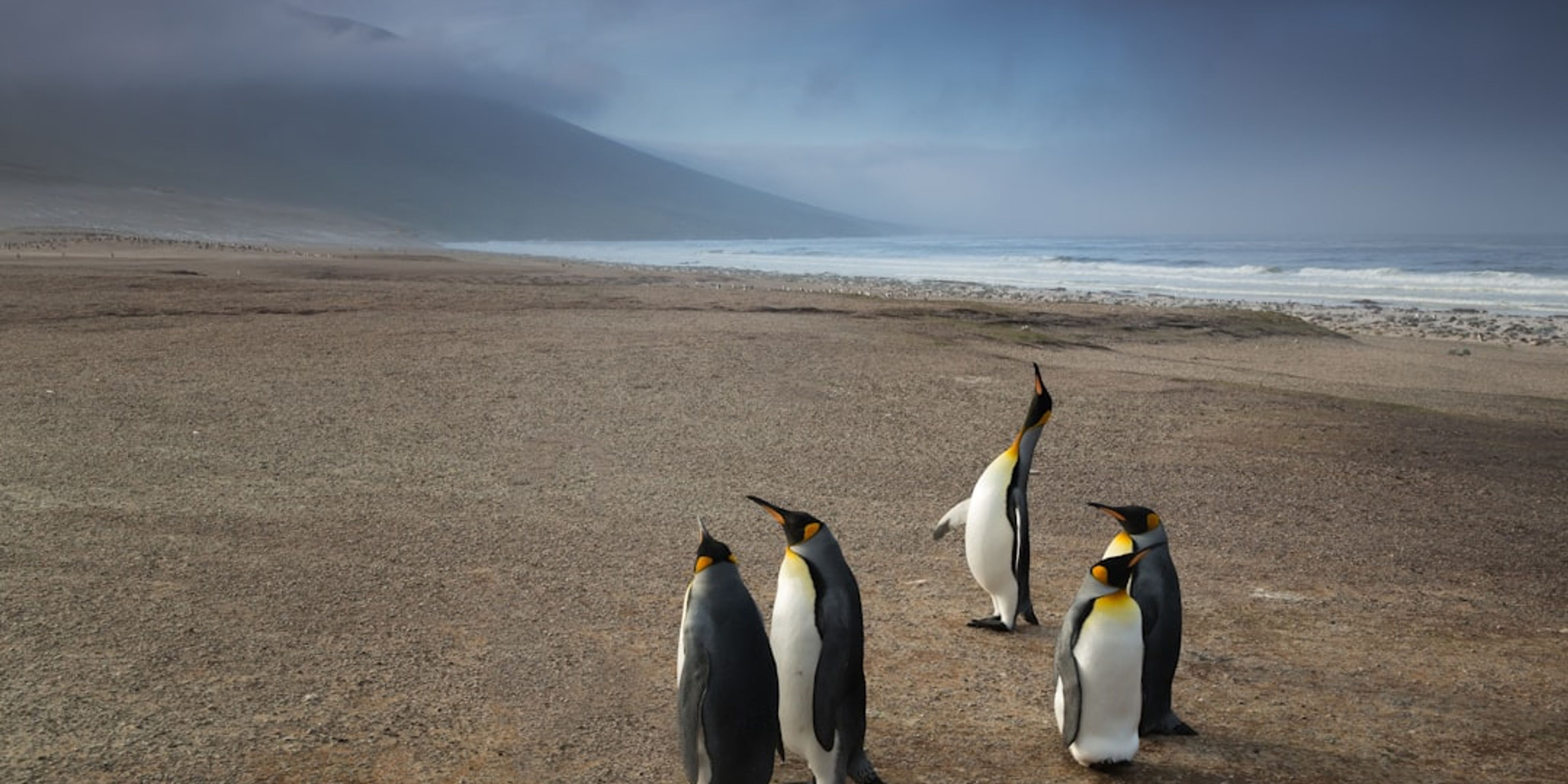 Hotels near Phillip Island Penguin Parade