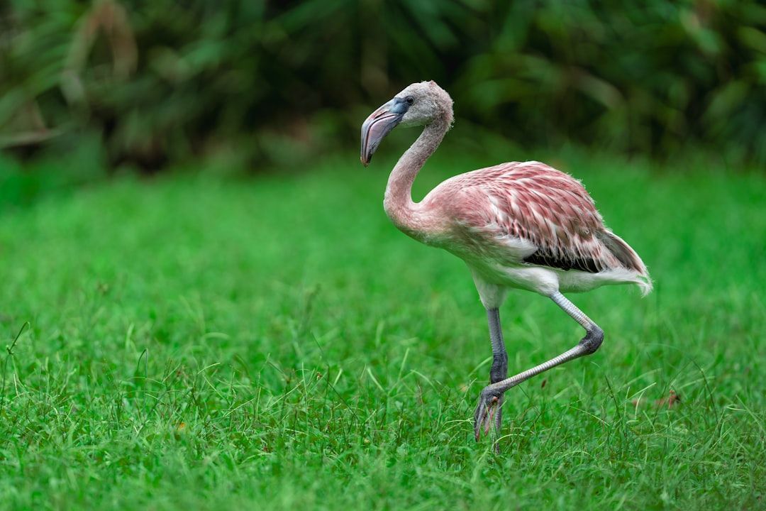 Ses Salines Flamingo Walk - Wildlife Spotting at Ibiza's Salt Flats