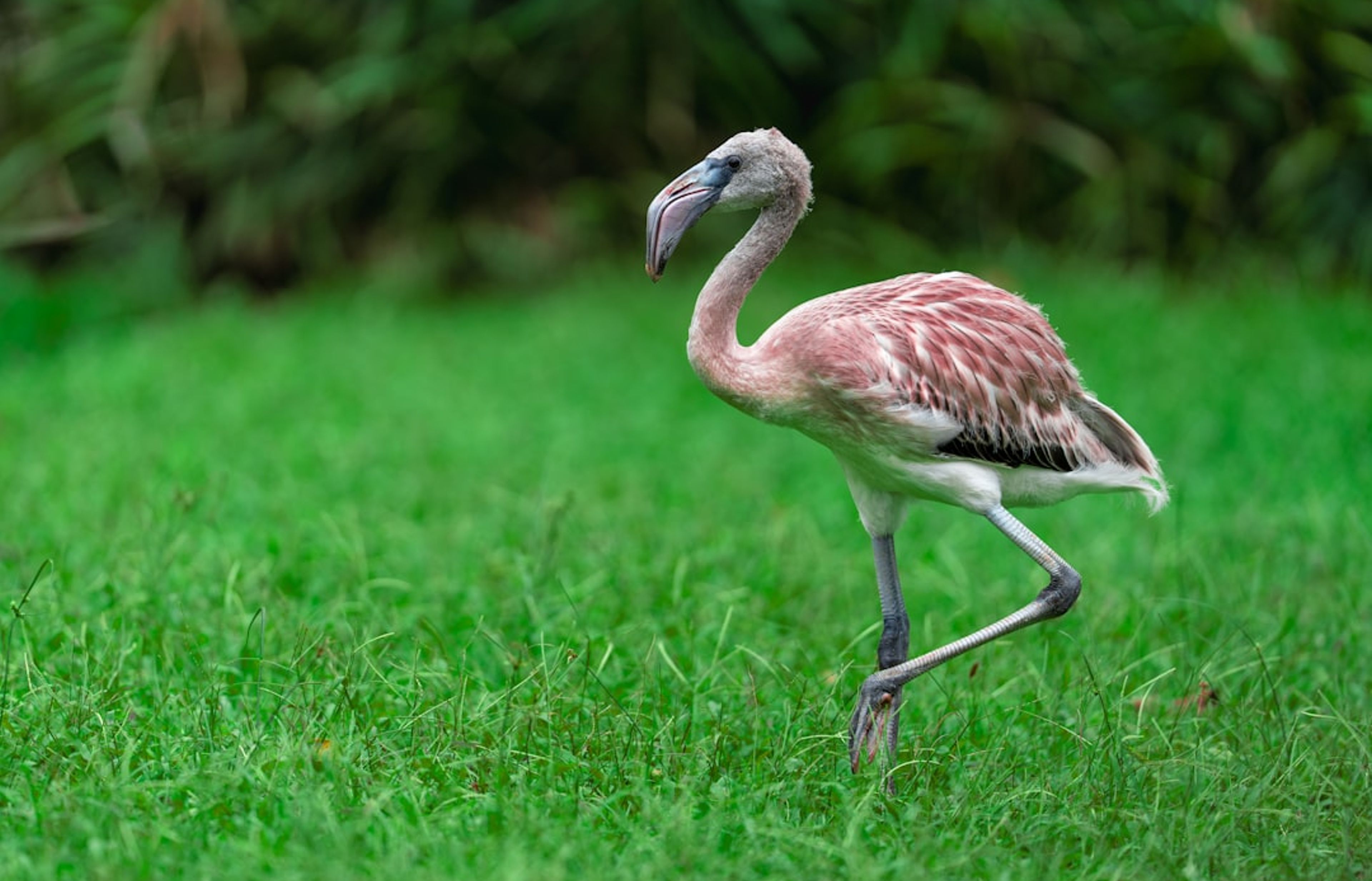 Ses Salines Flamingo Walk - Wildlife Spotting at Ibiza's Salt Flats