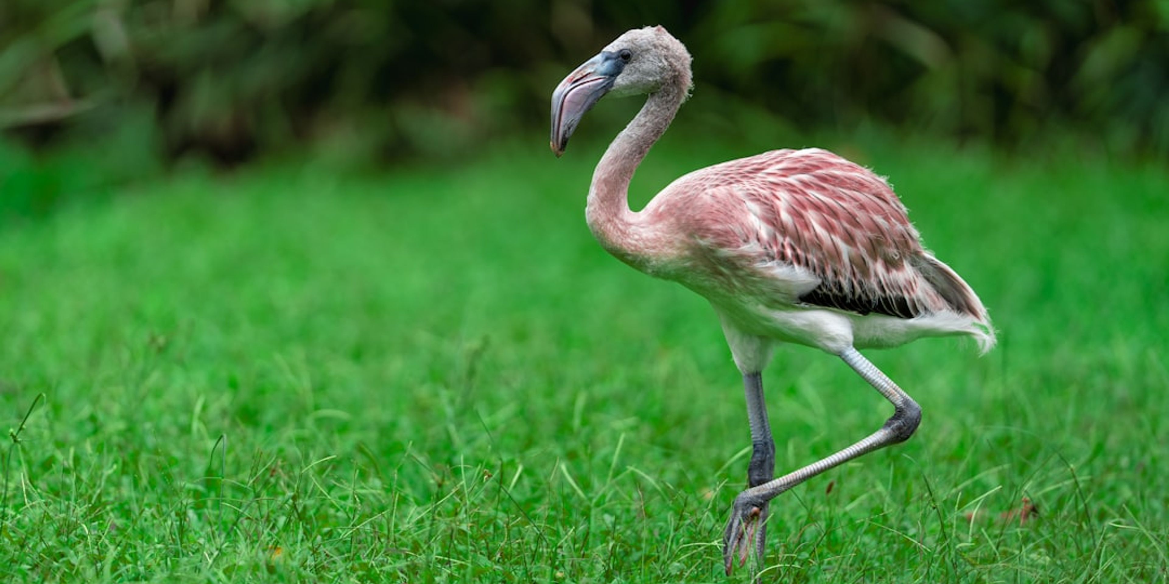 Hotels near Ses Salines Flamingo Walk