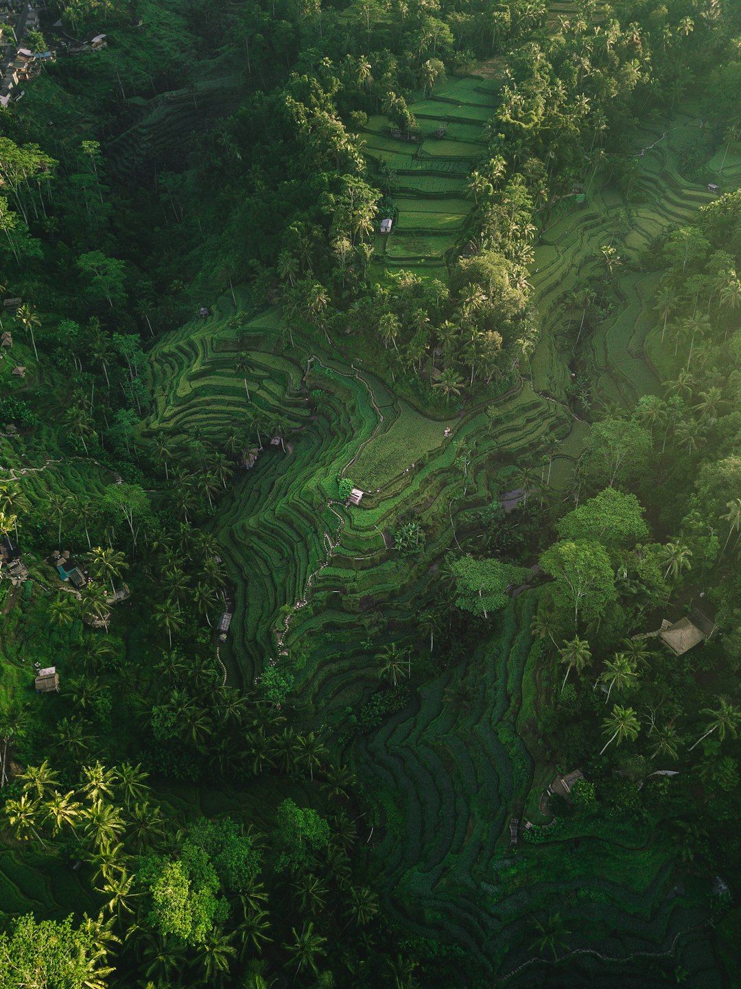 12 Best Things to Do in Ubud, Bali: Temples, Rice Terraces & Culture