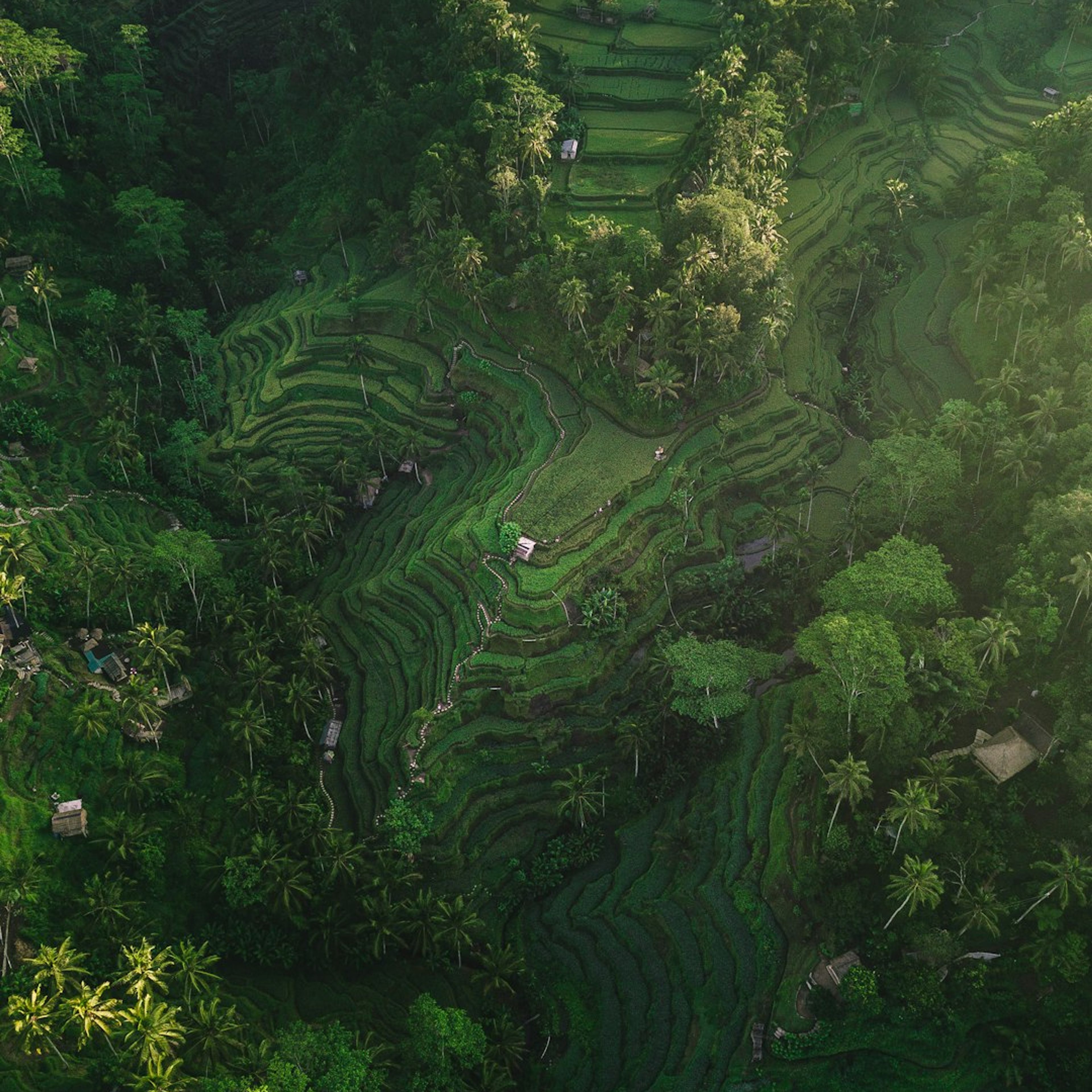12 Best Things to Do in Ubud, Bali: Temples, Rice Terraces & Culture