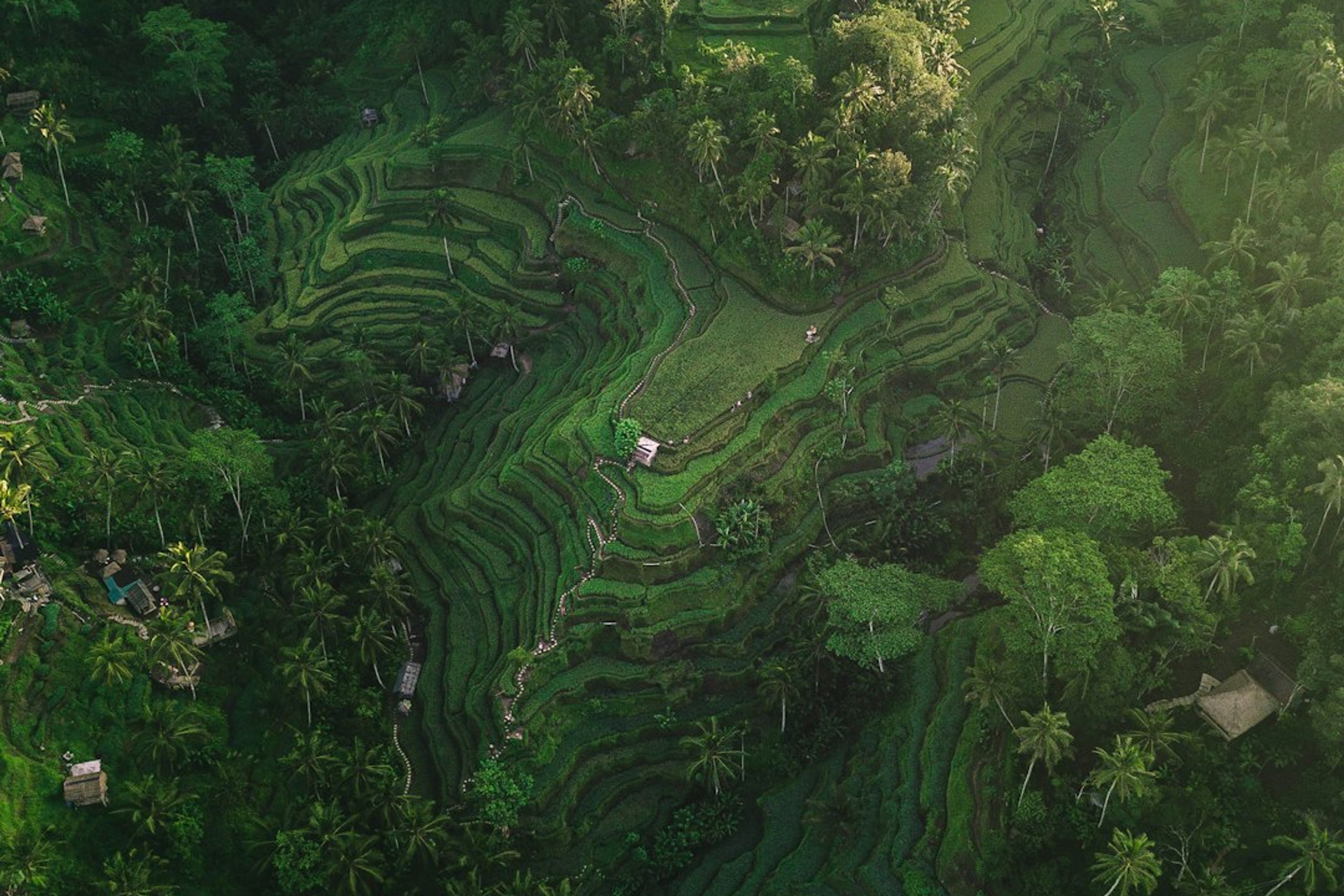 12 Best Things to Do in Ubud, Bali: Temples, Rice Terraces & Culture