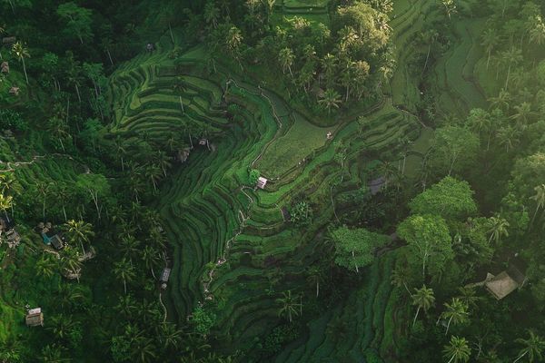 12 Best Things to Do in Ubud, Bali: Temples, Rice Terraces & Culture