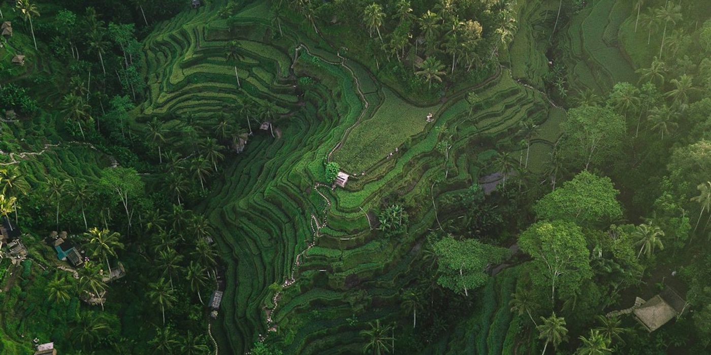 12 Best Things to Do in Ubud, Bali: Temples, Rice Terraces & Culture