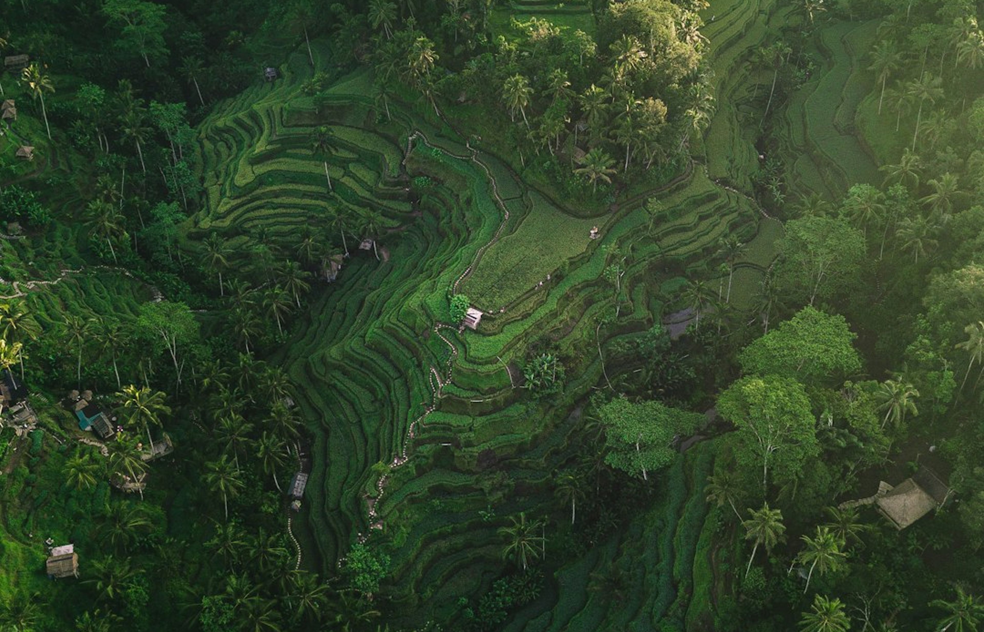 Tegalalang Rice Terrace - Bali's Most Photographed Landscape