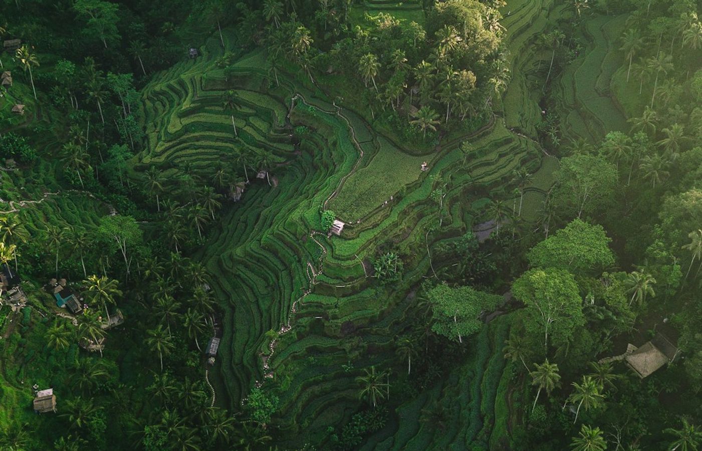 Tegalalang Rice Terrace - Bali's Most Photographed Landscape