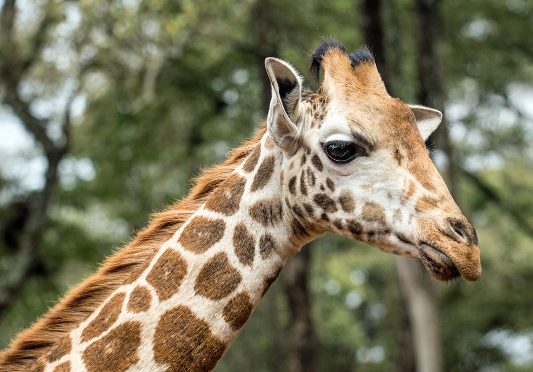 Giraffe Centre - Hand-Feed Endangered Rothschild Giraffes