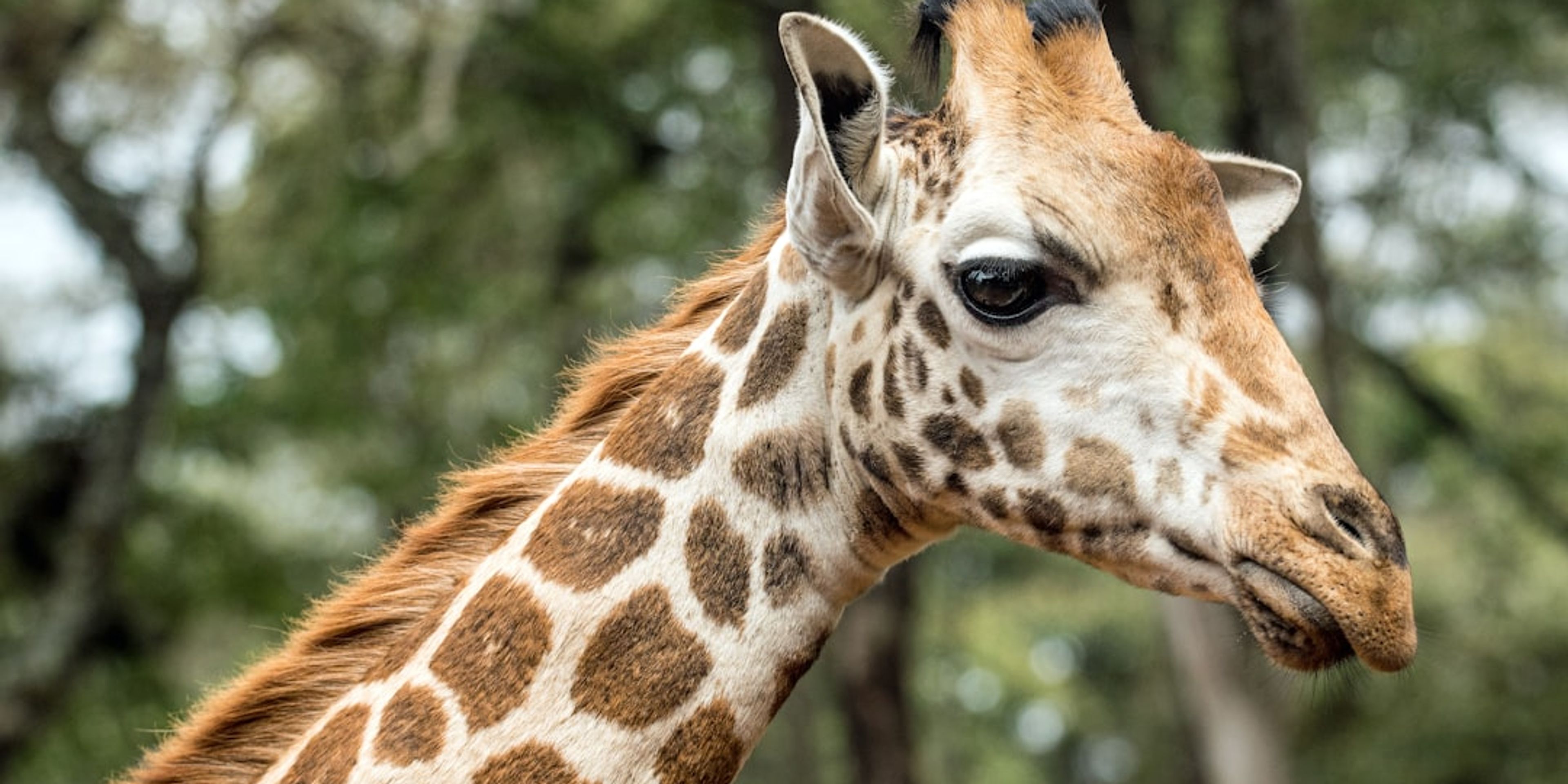 Hotels near Giraffe Centre