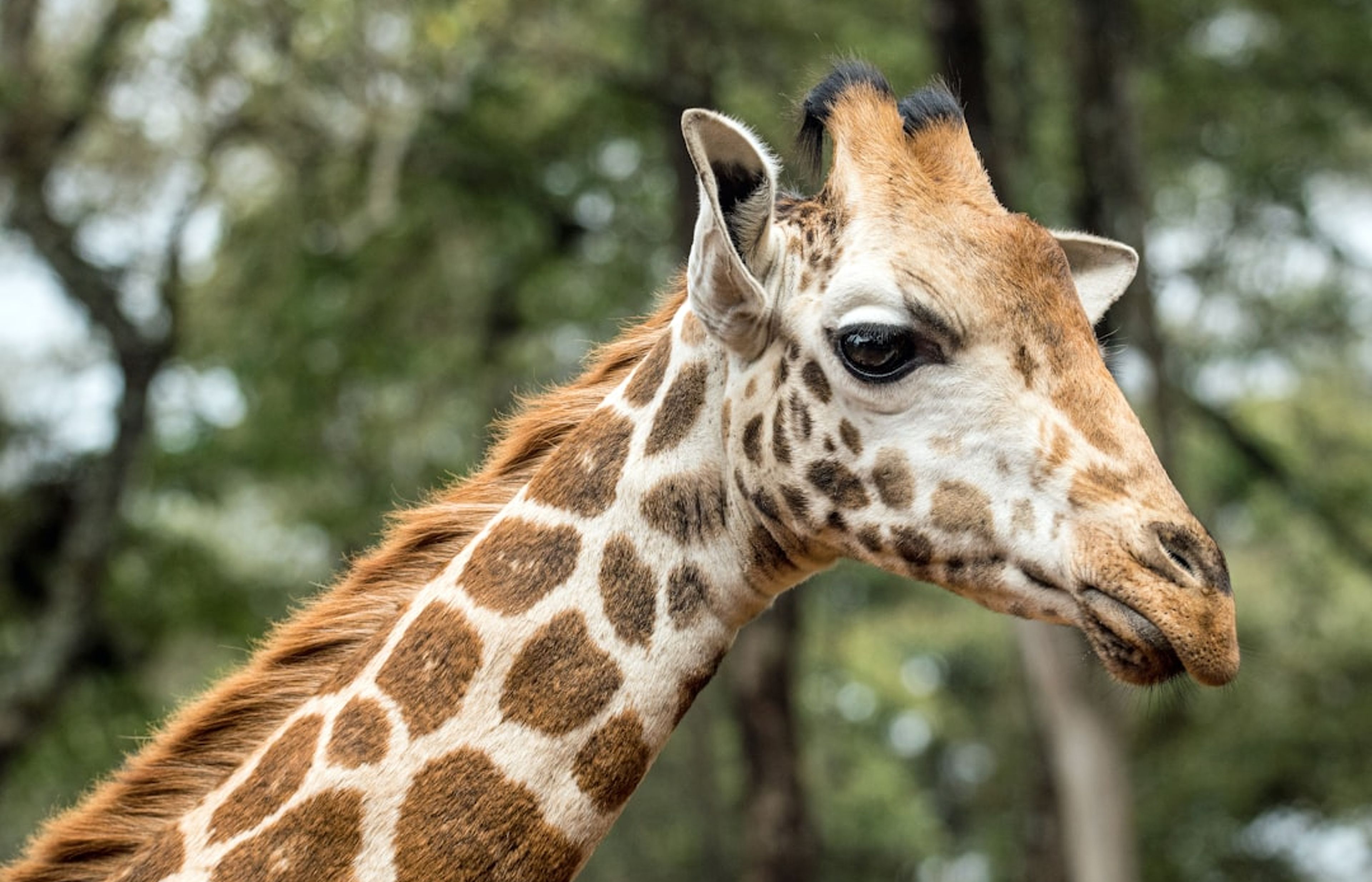 Giraffe Centre - Hand-Feed Endangered Rothschild Giraffes