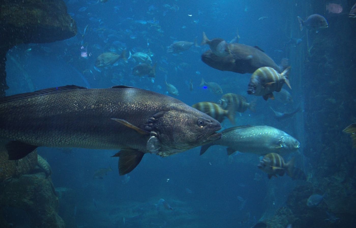 Aquarium of San Sebastián - Marine Life and Maritime History