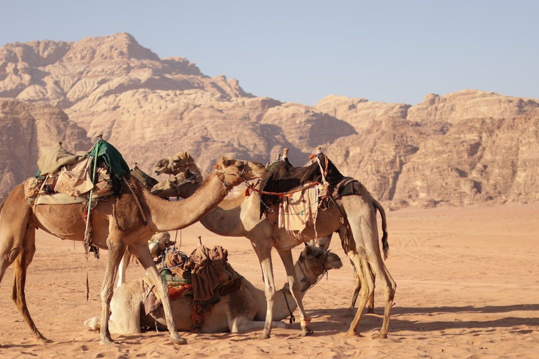 Eastern Desert Safari - Quad Bikes, Camels & Bedouin Camps