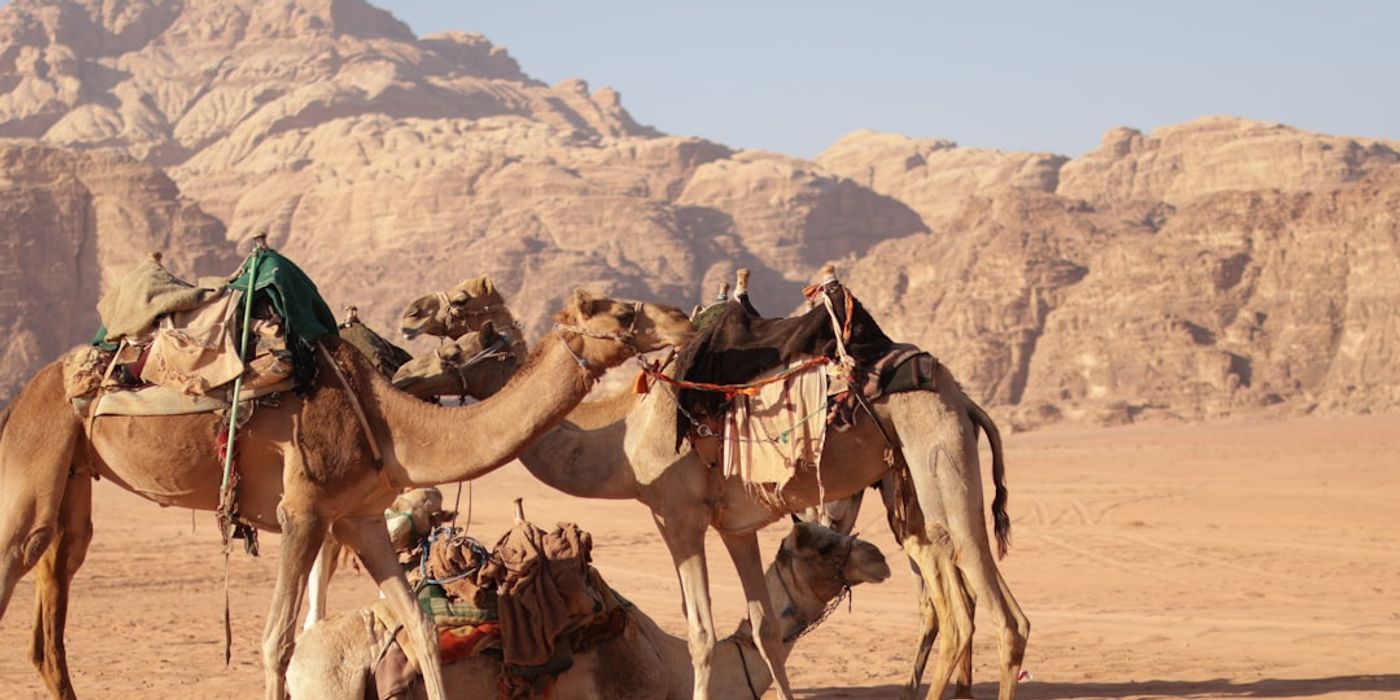 Hotels near Eastern Desert Safari