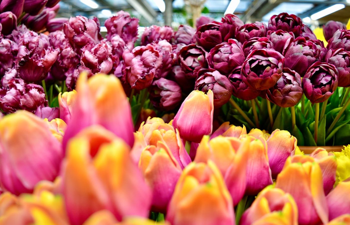 Bloemenmarkt - The World's Only Floating Flower Market