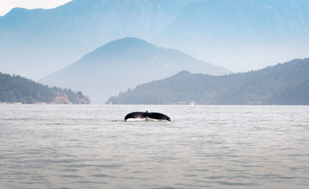 Whale Watching from Vancouver - Orcas and Humpbacks