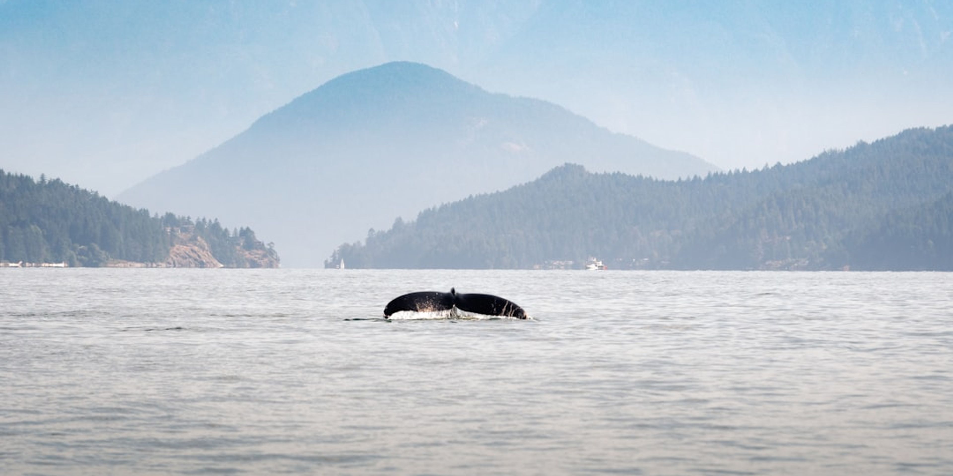 Hotels near Whale Watching from Vancouver