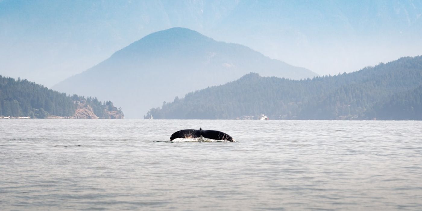 Hotels near Whale Watching from Vancouver