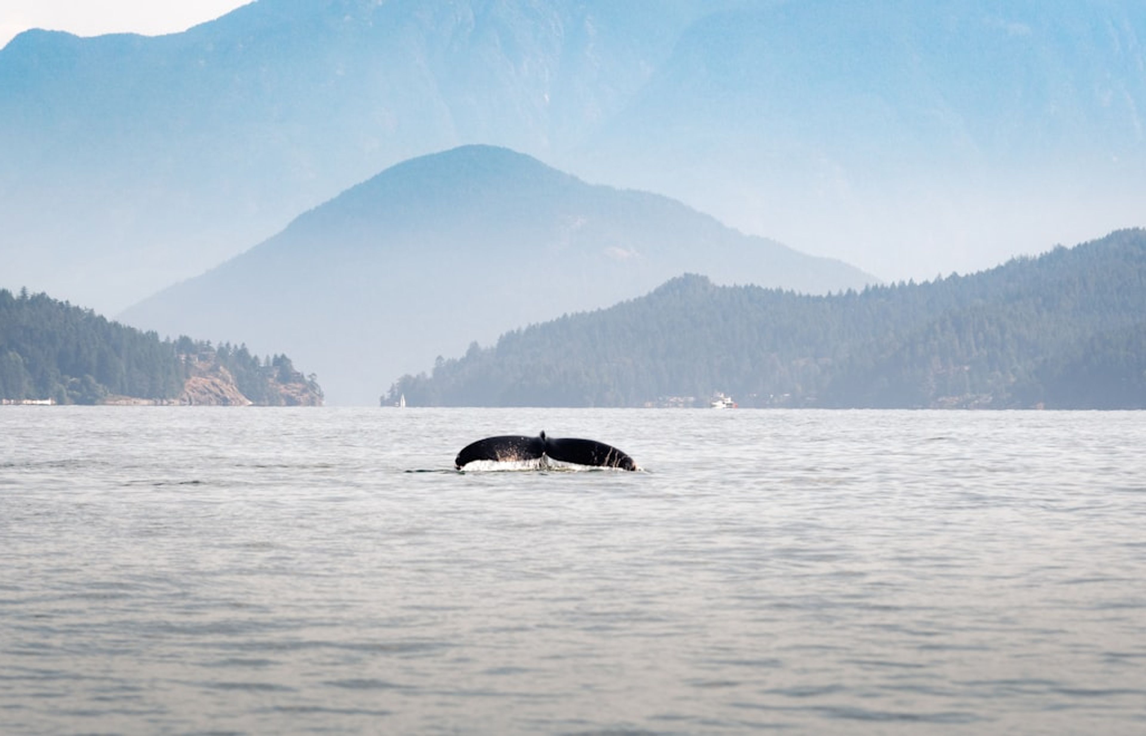 Whale Watching from Vancouver - Orcas and Humpbacks
