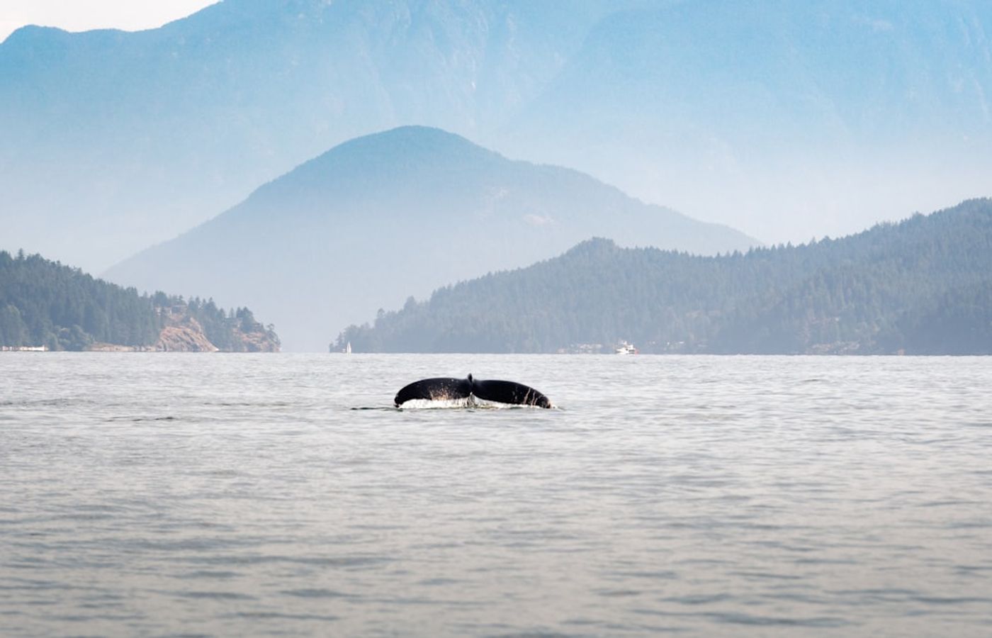 Whale Watching from Vancouver - Orcas and Humpbacks