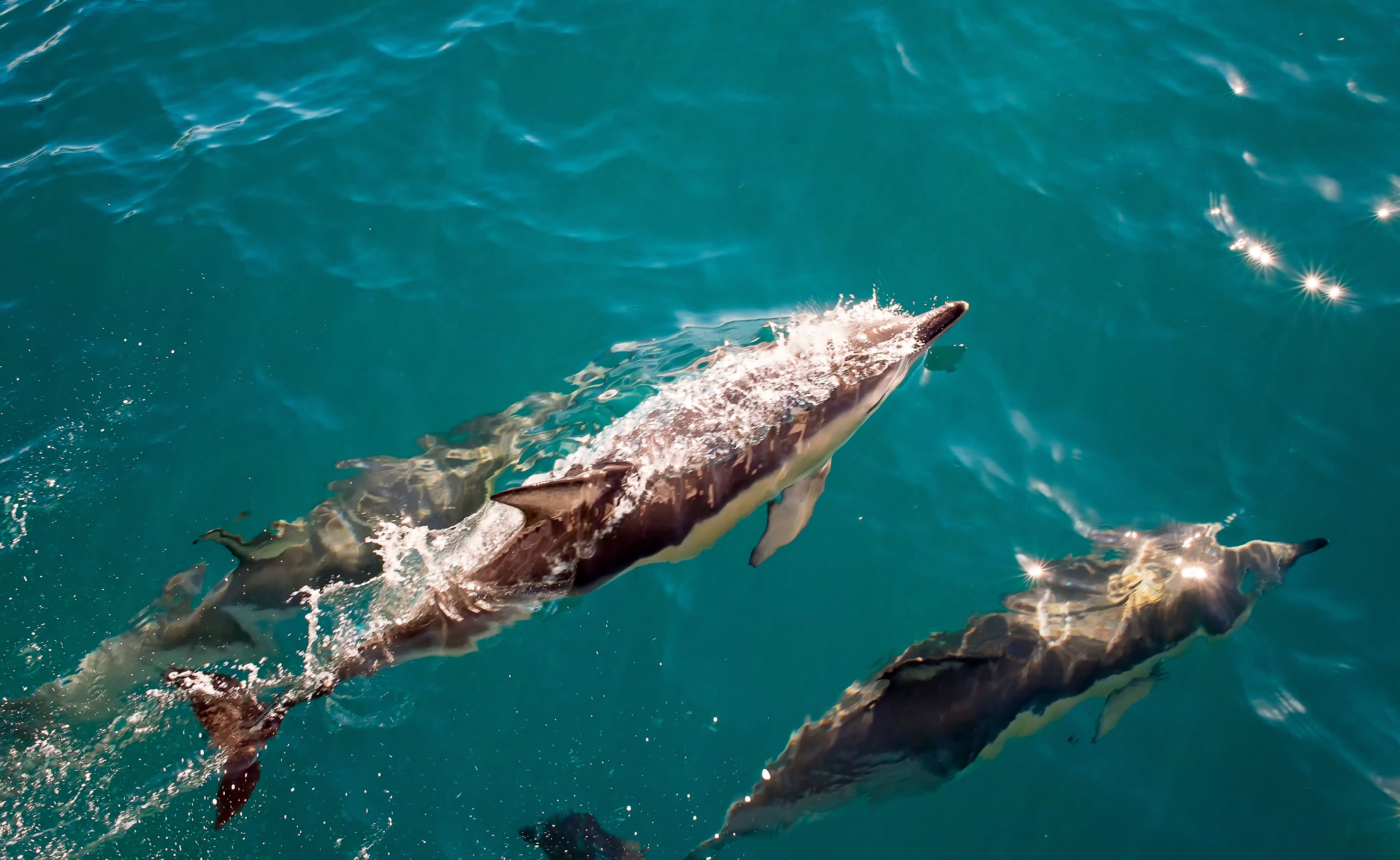 Sataya Dolphin Reef - Spinner dolphin lagoon