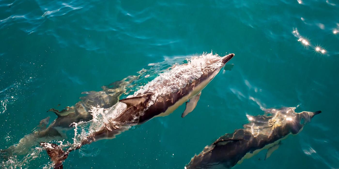 Hotels near Sataya Dolphin Reef