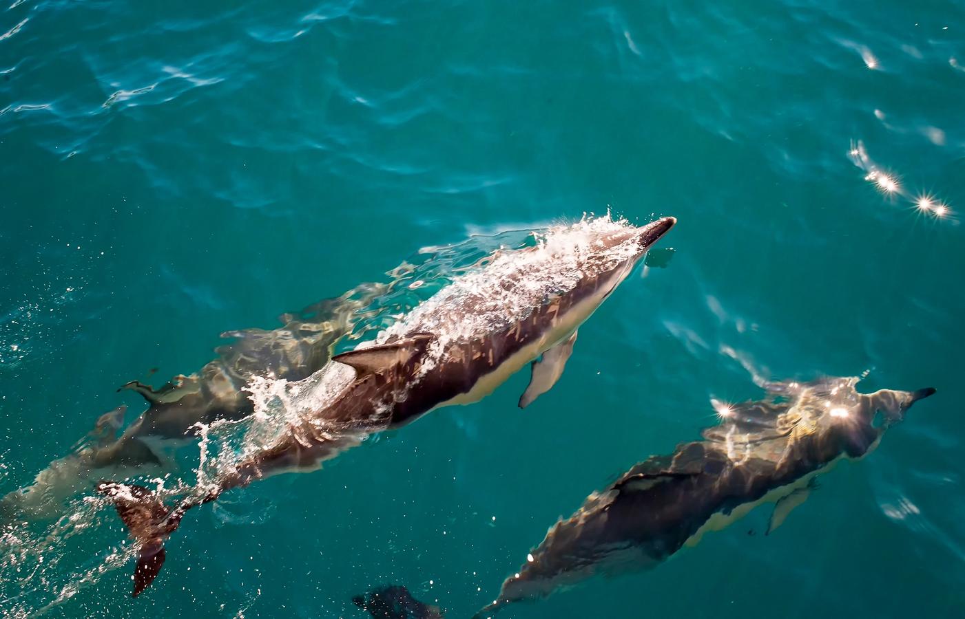 Sataya Dolphin Reef - Spinner dolphin lagoon