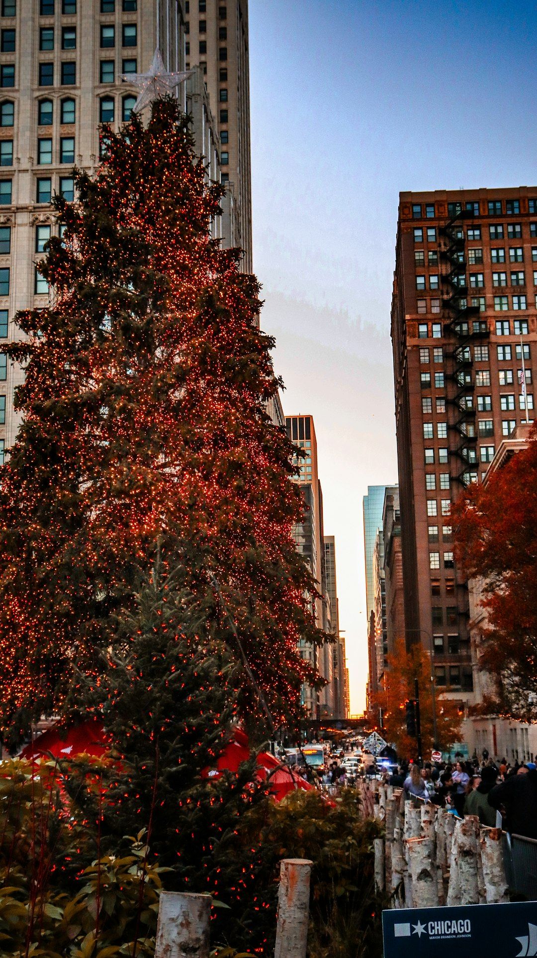 Chicago Christmas Tree in Millennium Park - The City's Official Tree