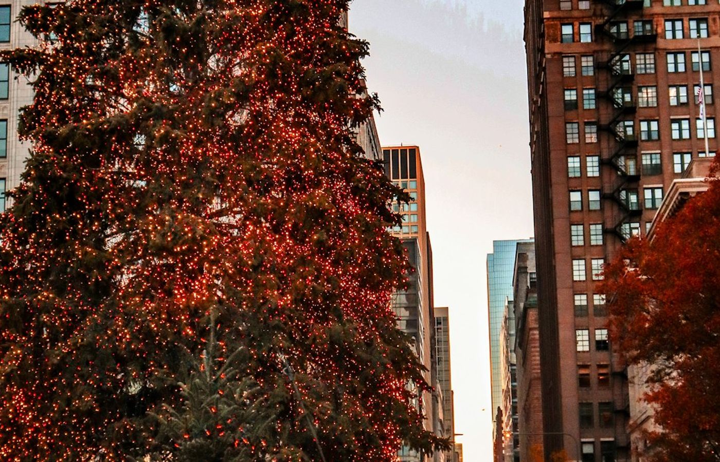 Chicago Christmas Tree in Millennium Park - The City's Official Tree