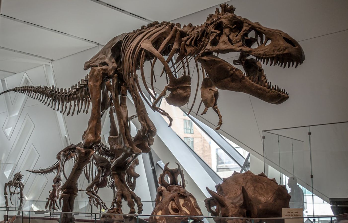 Royal Ontario Museum (ROM) - Canada's Largest Museum