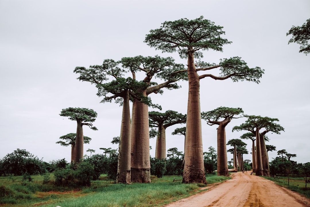 Hotels in Madagascar
