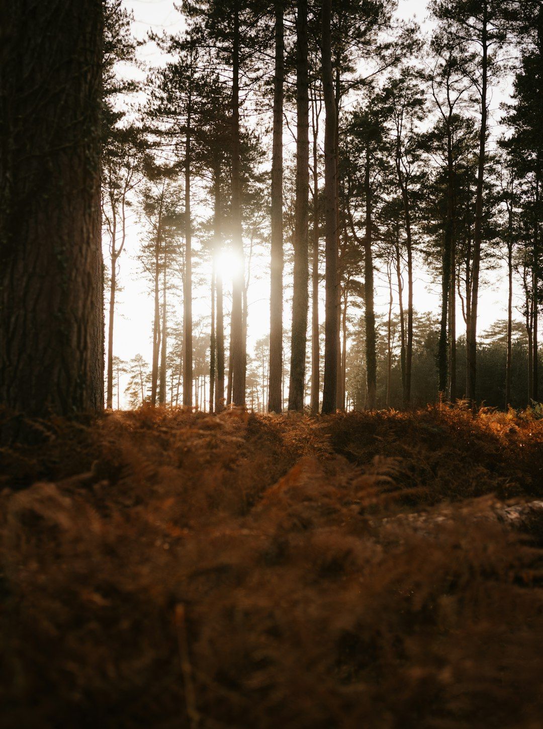 Craigmillar Castle Park - Medieval Ruins in Golden Woodland