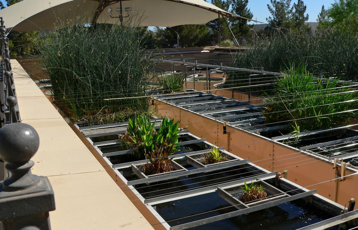 Ethel M Chocolate Factory and Cactus Garden - A Free Desert Garden in Henderson