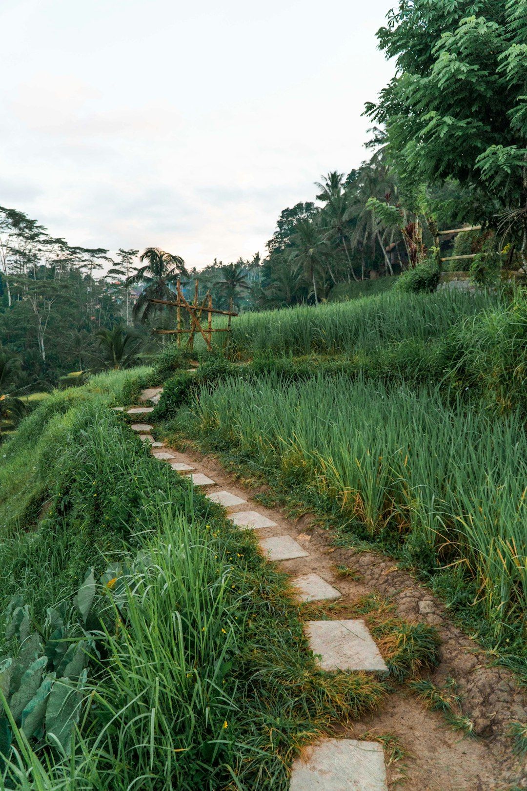 Campuhan Ridge Walk - The Easiest Real Hike in Central Ubud