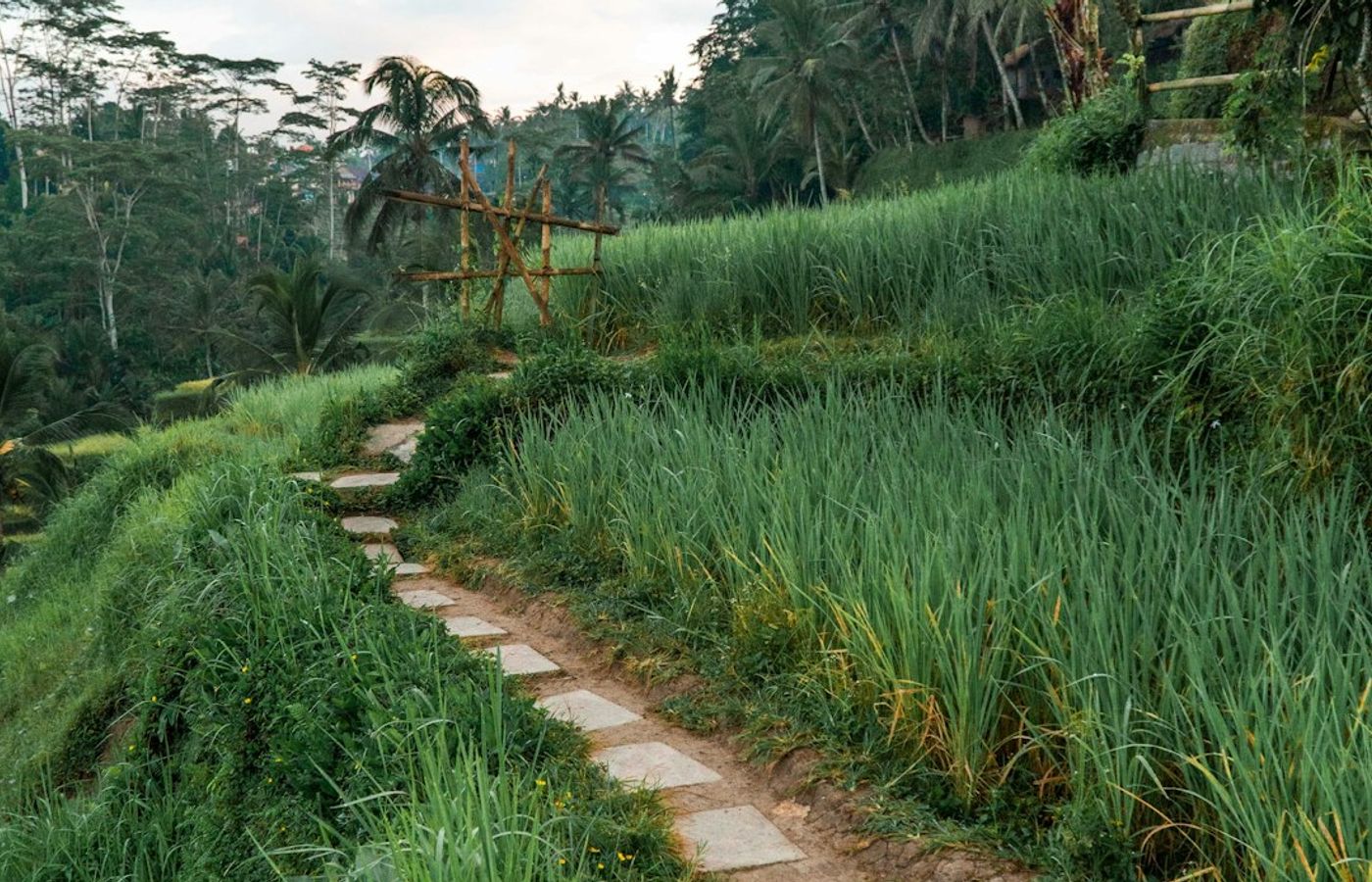 Campuhan Ridge Walk - The Easiest Real Hike in Central Ubud