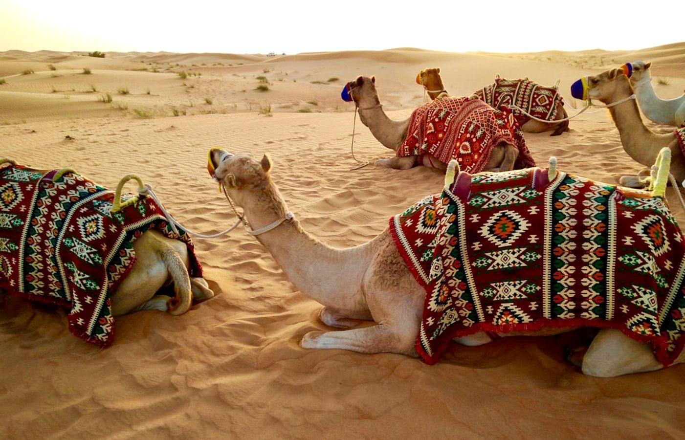 Dubai Desert Safari - Dune Bashing, Camels, and Bedouin Camp Dinners