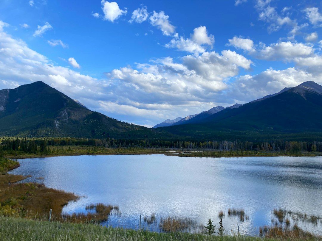 Elk Rut at Vermilion Lakes - Bugling Bulls on the Edge of Town