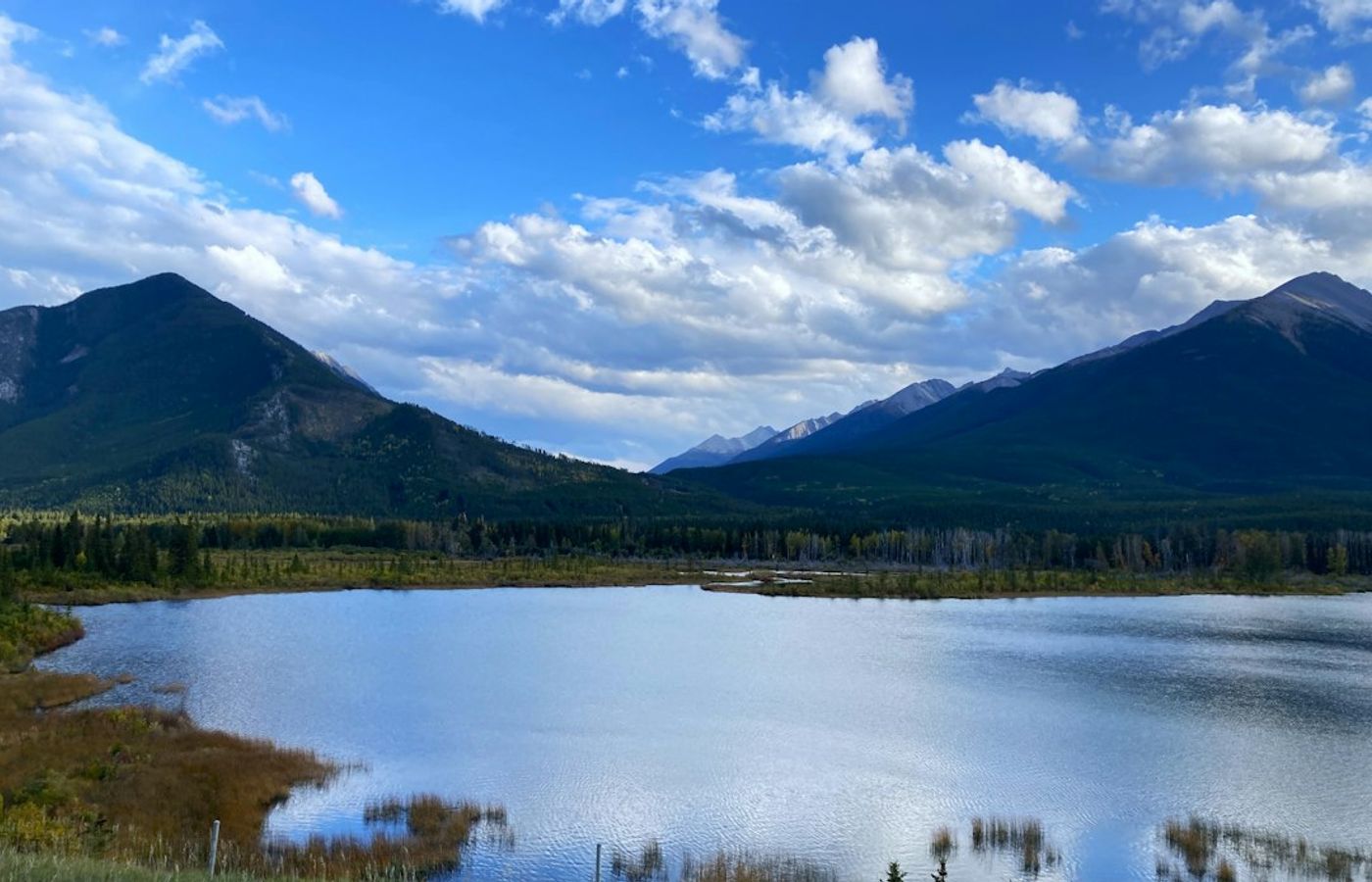 Elk Rut at Vermilion Lakes - Bugling Bulls on the Edge of Town