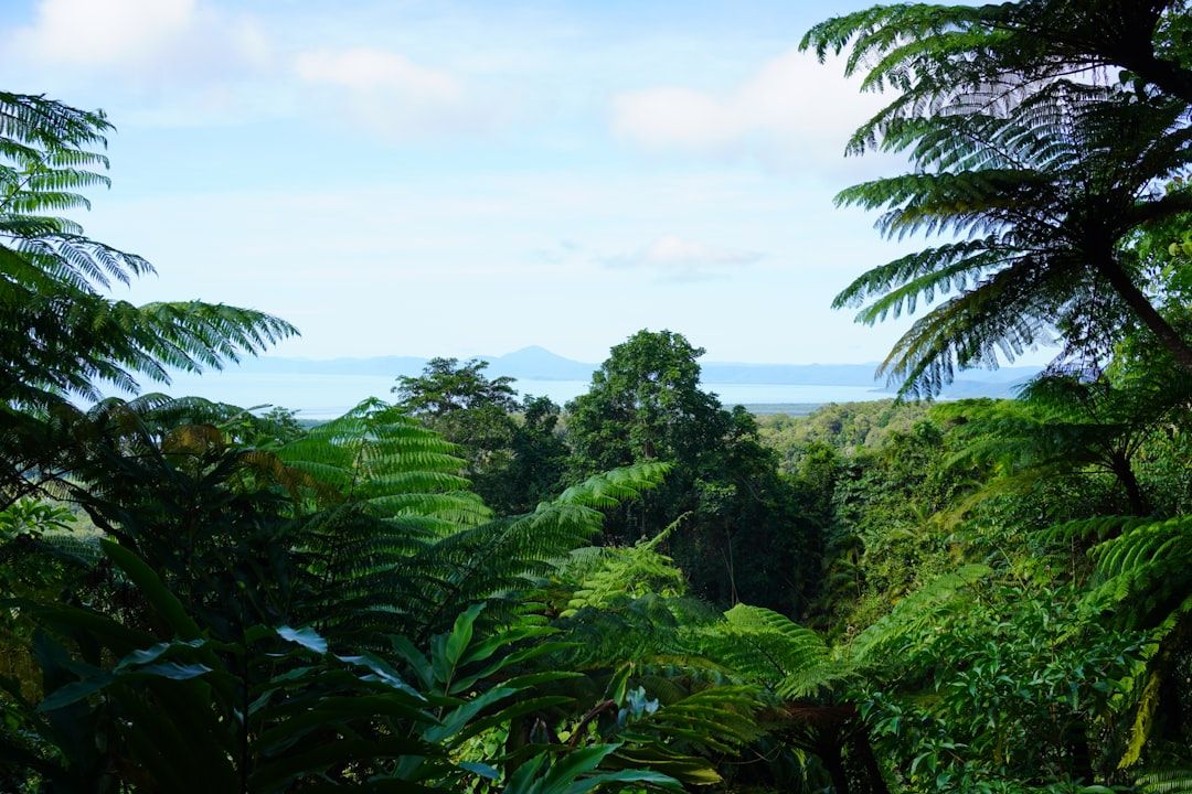 Daintree Rainforest - The 180-Million-Year-Old Rainforest