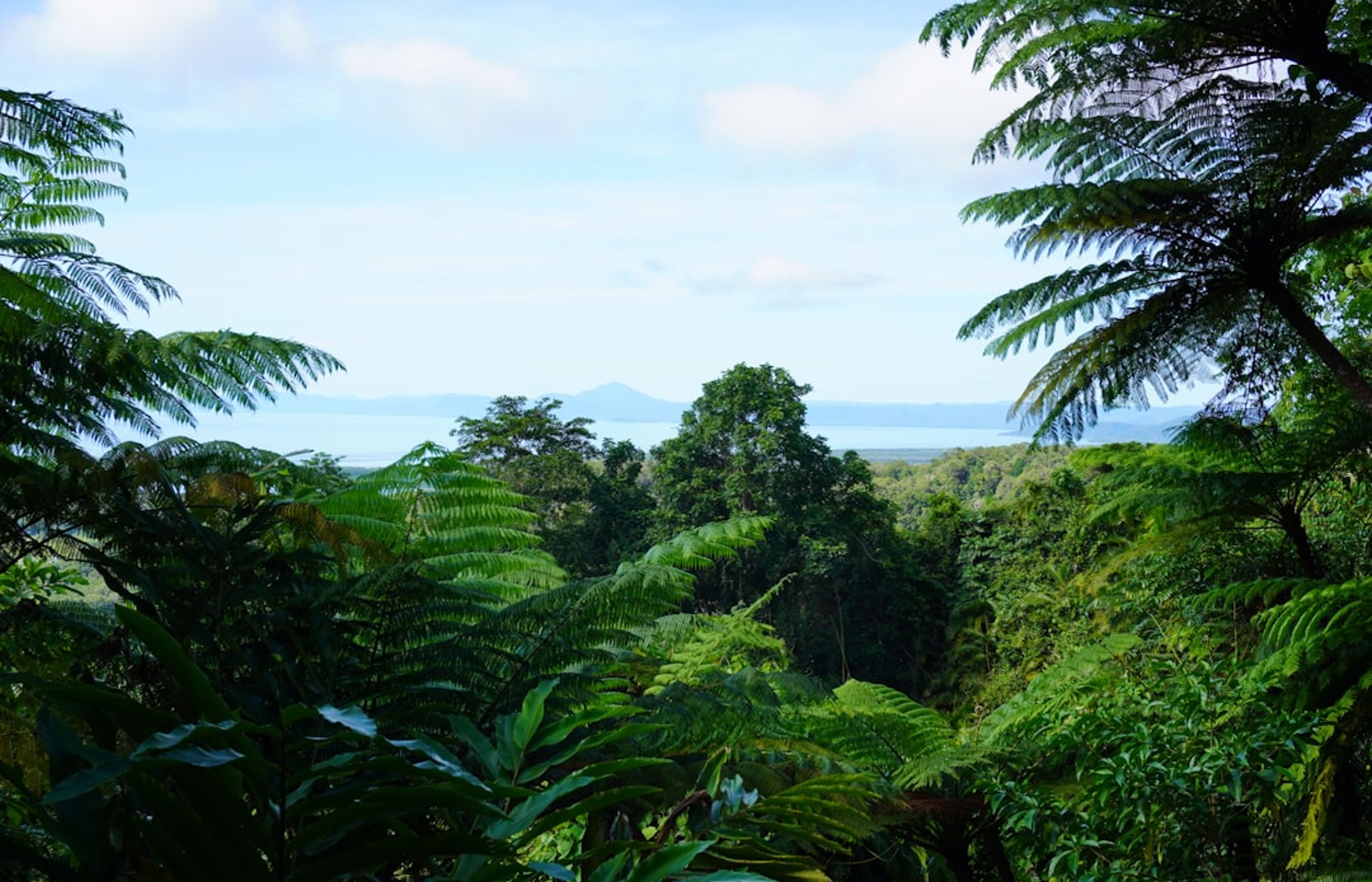 Daintree Rainforest - The 180-Million-Year-Old Rainforest