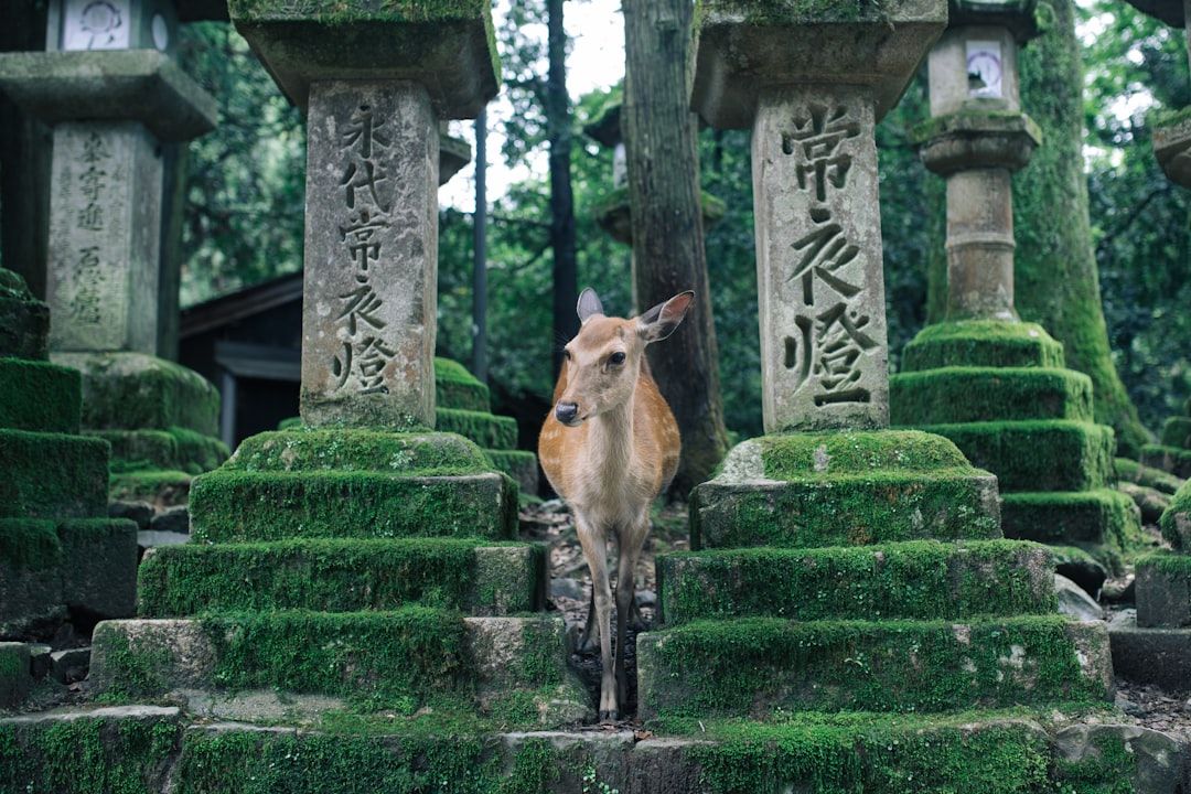 Hotels in Nara