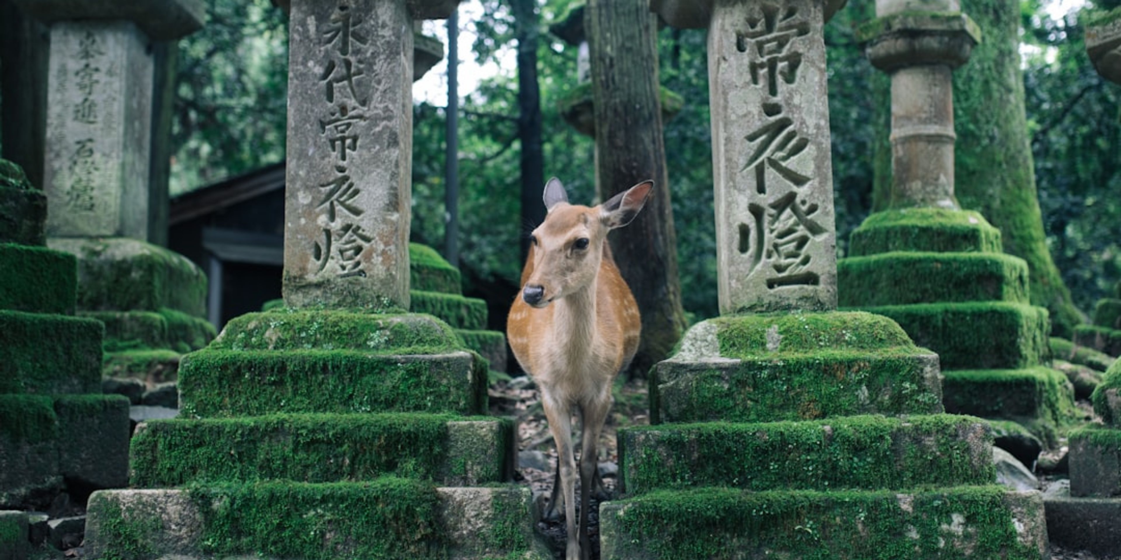 Hotels in Nara