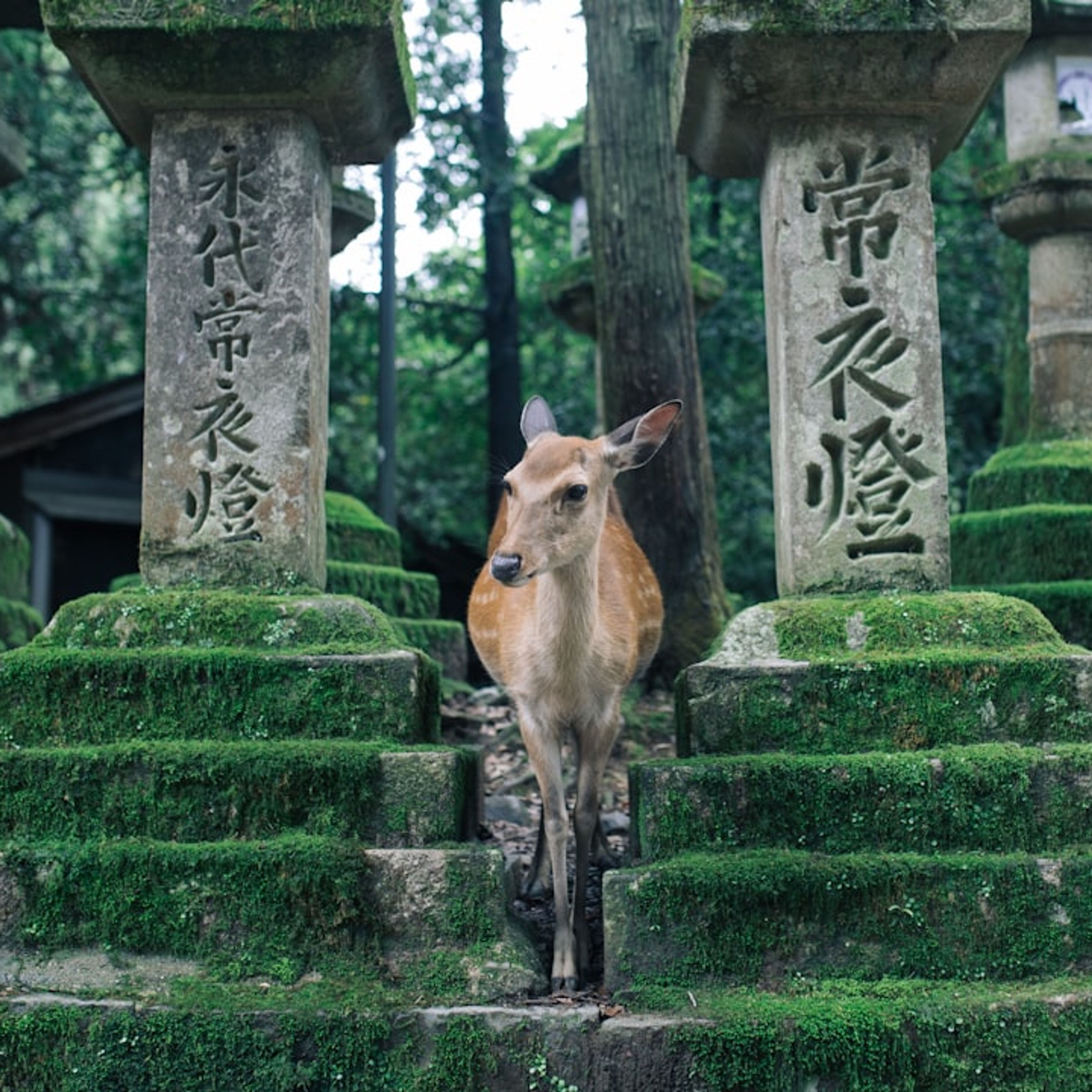 Nara
