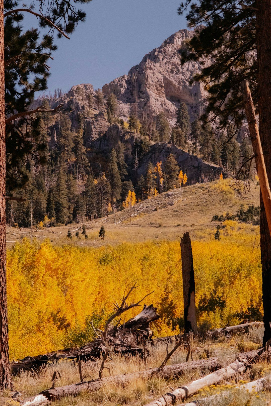 Mount Charleston - Golden Aspens and Cool Air Above the Desert