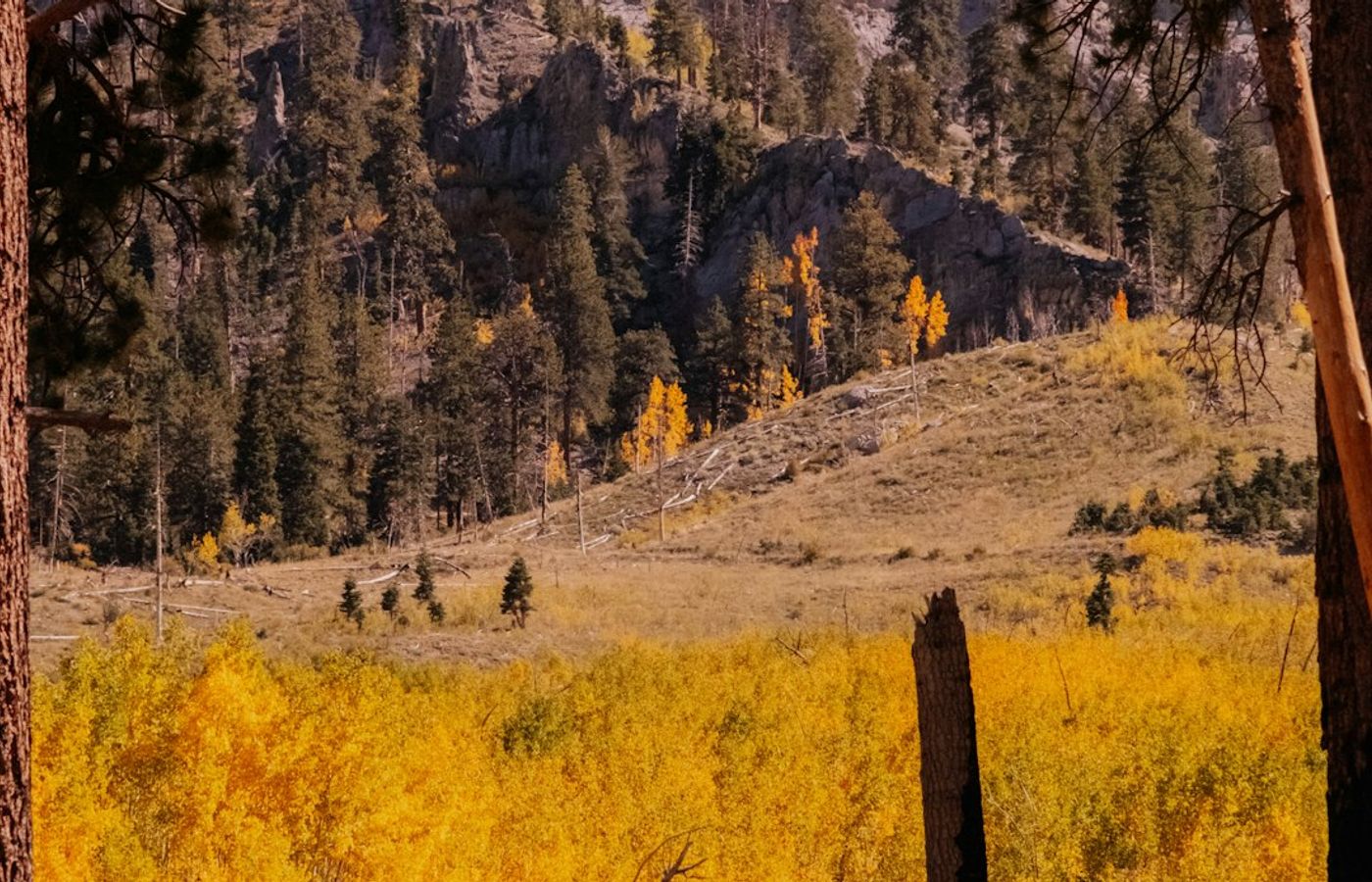 Mount Charleston - Golden Aspens and Cool Air Above the Desert
