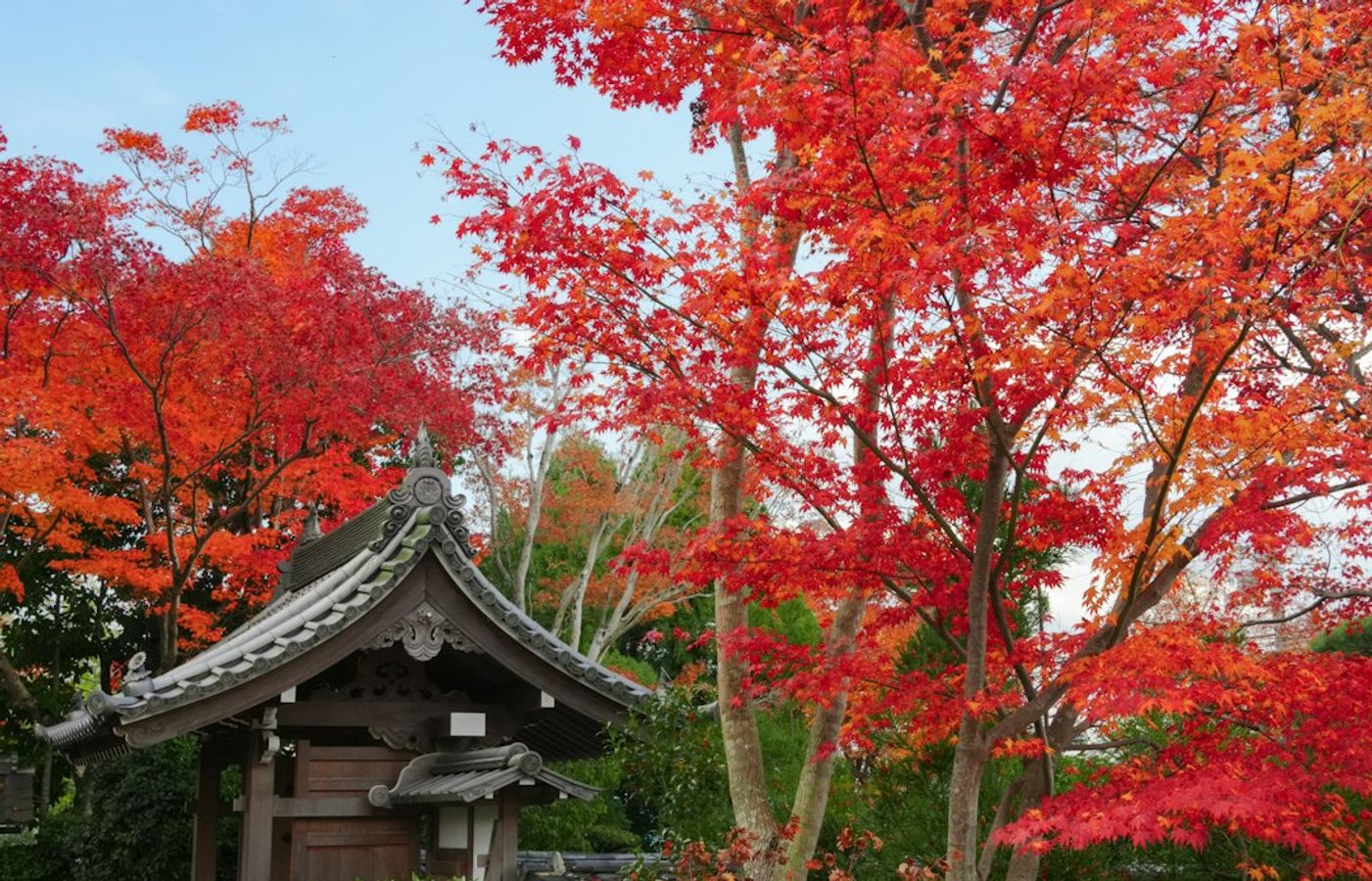 Tofuku-ji - Zen Temple and Autumn Maples