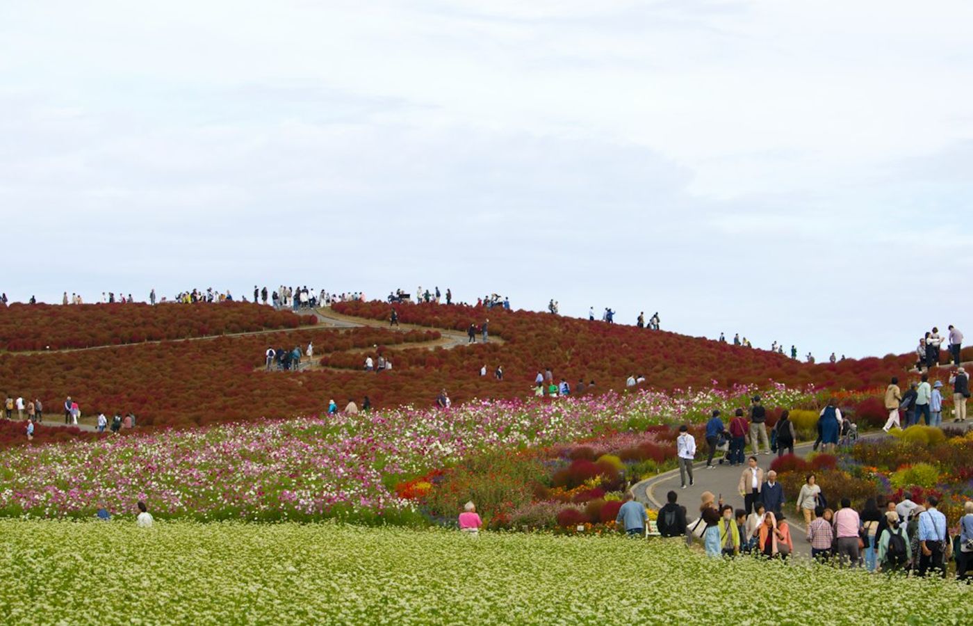 Hitachi Seaside Park - Hills of Crimson Kochia