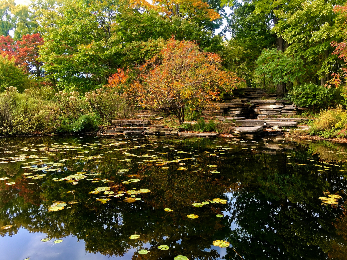 The Alfred Caldwell Lily Pool - Three Acres Nobody Finds